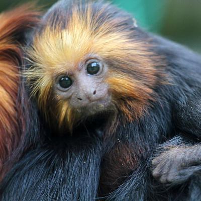 Zoo018