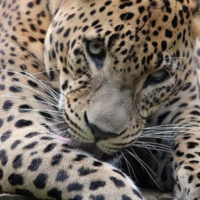 Zoo024