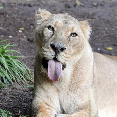 Zoo028