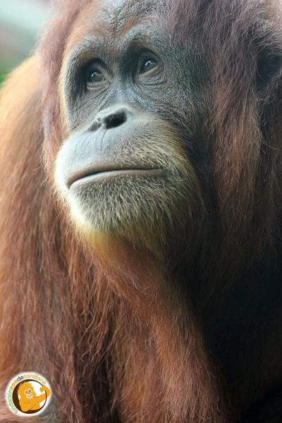 Zoo036