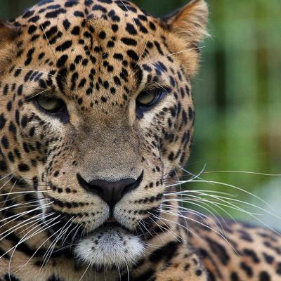 Zoo07